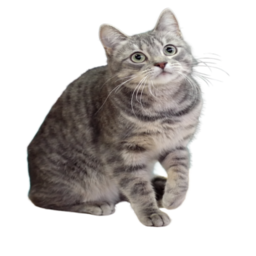 nekosnekos-com.pages.dev logo